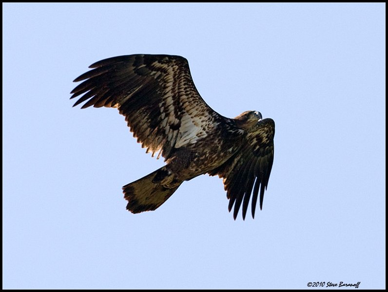 _0SB9095 immature american bald eagle.jpg